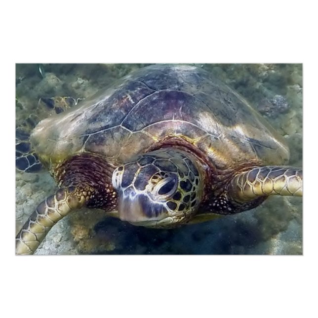 Live Sea Turtle Poster (Vorderseite)