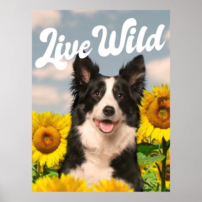 Live Wild Border Collie in Sonnenblumen Poster (Vorne)
