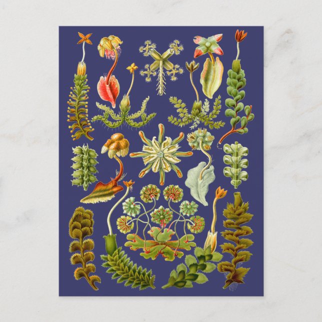 Liverworts Postkarte (Vorderseite)