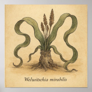 Living Fossil Beauty - Desert Botanic Poster Art