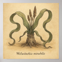 Living Fossil Beauty - Wüste Botanisches Poster Ku