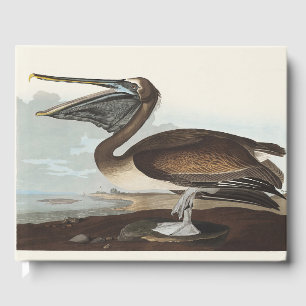 Livre D'or Art vintage d'oiseau côtier de pélican brun d'Audu