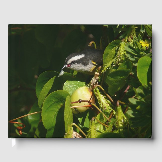 Livre D'or Bananaquit Bird Eating Tropical Photography (Recto)