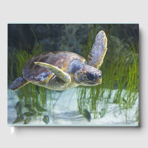 Livre D'or Belle natation de tortue marine
