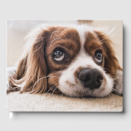 Livre D'or Chien Espagnol Coqueur Triste
