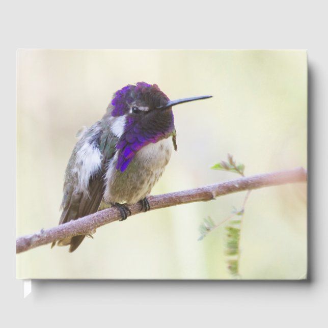 Livre D'or Colibri de Costa perché sur une branche (Recto)