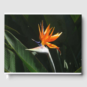 Livre D'or Flower tropical orange paradise