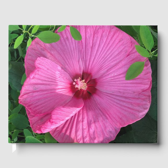Livre D'or Hibiscus Bloom (Recto)