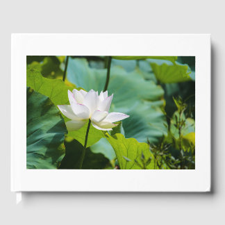 Livre D'or Lotus