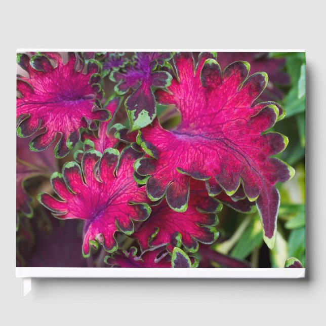 Livre D'or Macro Coleus (Recto)