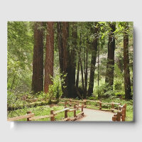 Muir Woods Chemin I Nature Photographie