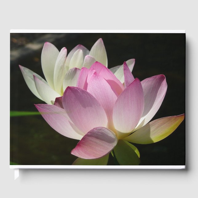 Livre D'or Paire de fleurs de Lotus II (Recto)