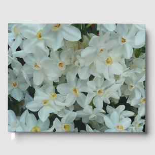 Livre D'or Paperwhite Narcissus Fleurs blanches délicates