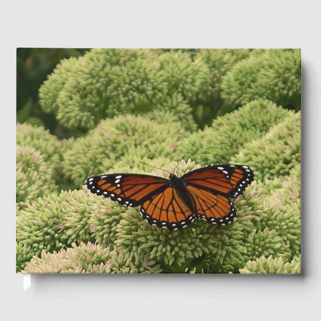 Livre D'or Papillon Viceroy Belle photographie de la nature (Recto)