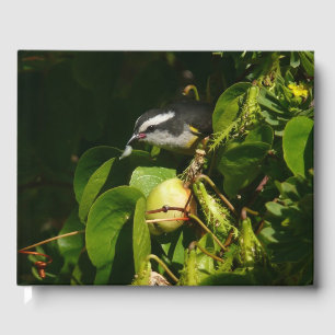Livre D'or Sucrier à bec courbe mangeant photographie tropica