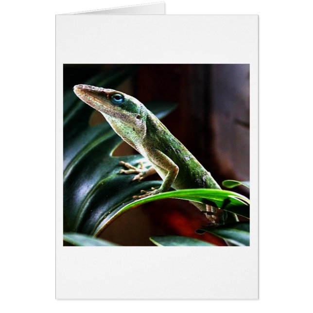 Lizard (Vorne)