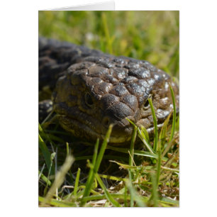 Lizard De Langue Bleue À Proximité,