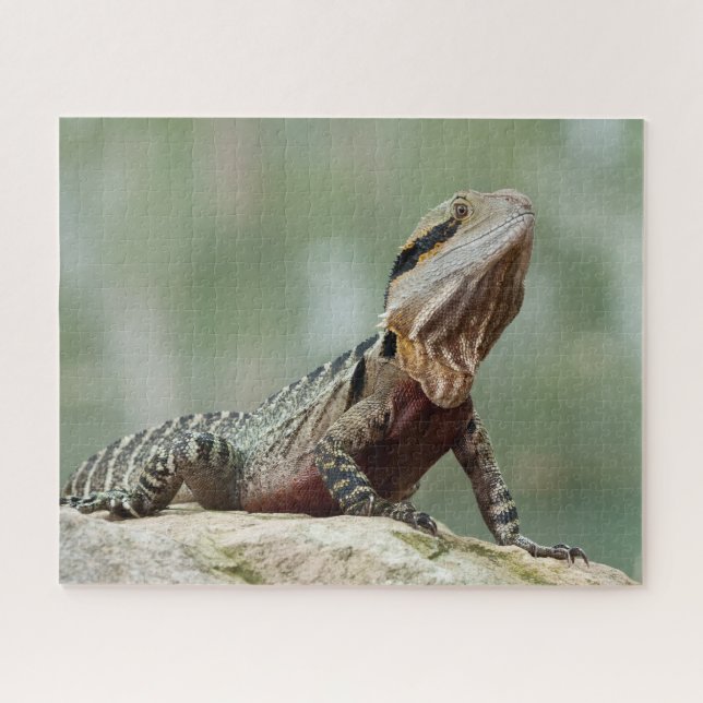 Lizard - Eastern Water Dragon (Horizontal)
