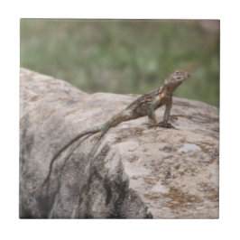 Lizard Fliese