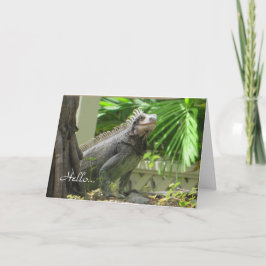 Lizard Hello carte blanche