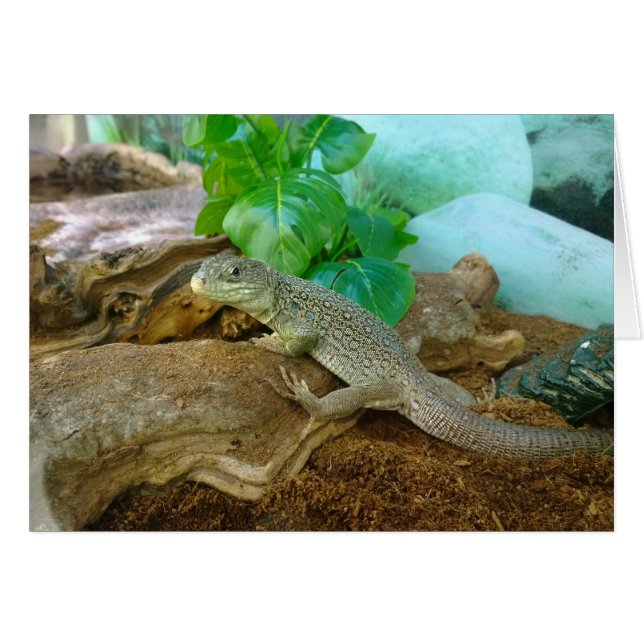Lizard in einem Terrarium (Vorderseite (Horizontal))