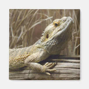 Lizard Magnet