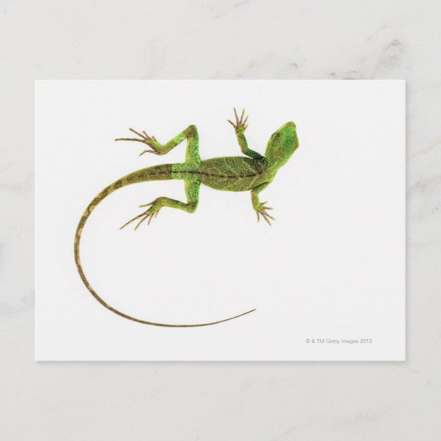 Lizard on White Ground Postkarte (Vorderseite)