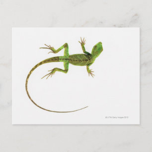 Lizard on White Ground Postkarte