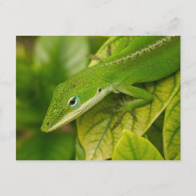 Lizard Postcard 01 Postkarte (Vorderseite)