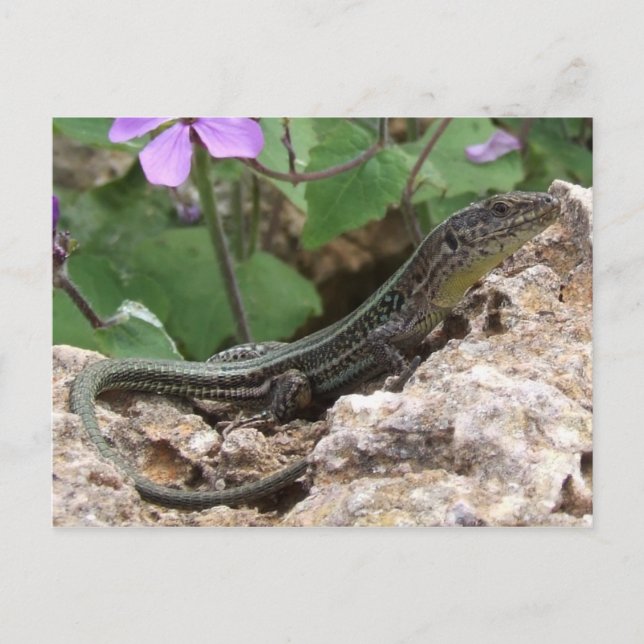Lizard Postcard Postkarte (Vorderseite)