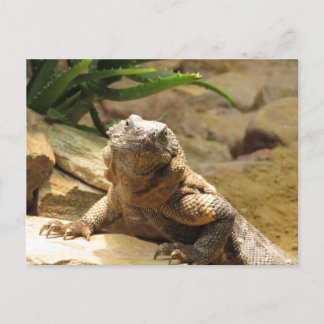 Lizard Postcross Postcard Postkarte