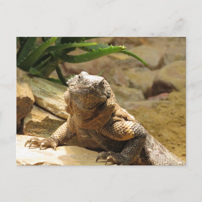 Lizard Postcross Postcard Postkarte (Vorderseite)