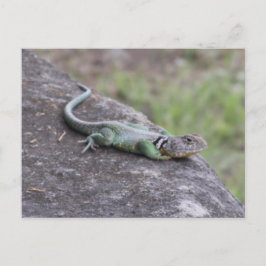 Lizard Postkarte