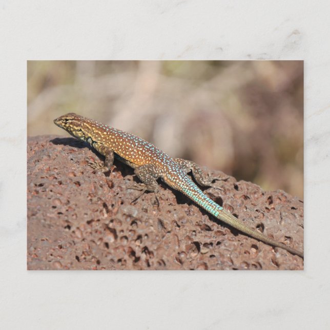 Lizard Postkarte (Vorderseite)