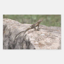 Lizard