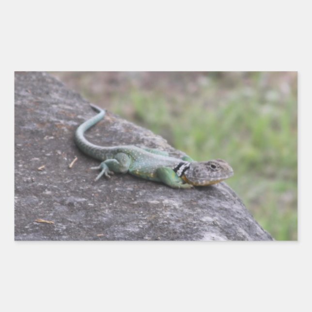 Lizard Rechteckiger Aufkleber (Vorderseite)