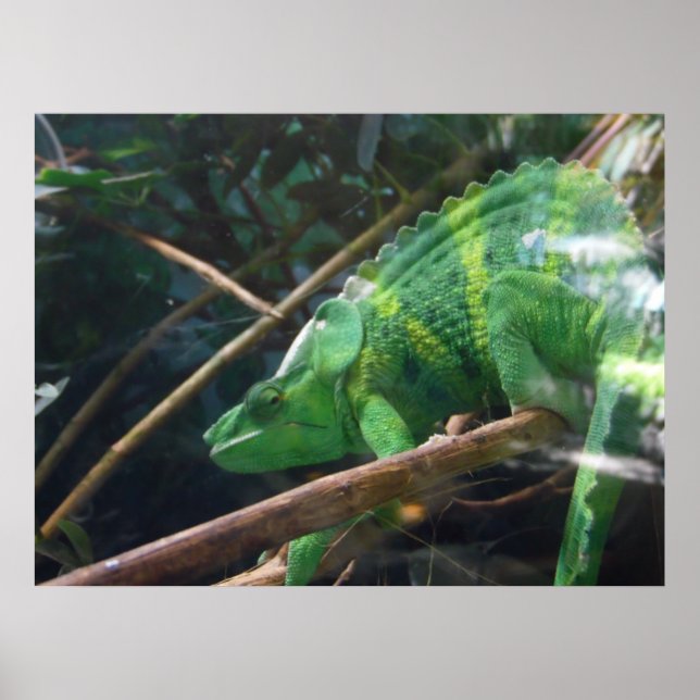 Lizard, Reptil, Chameleon, Naturele-Poster Poster (Vorne)
