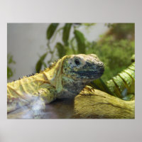 Lizard, Reptile, Iguana Naturewall Poster
