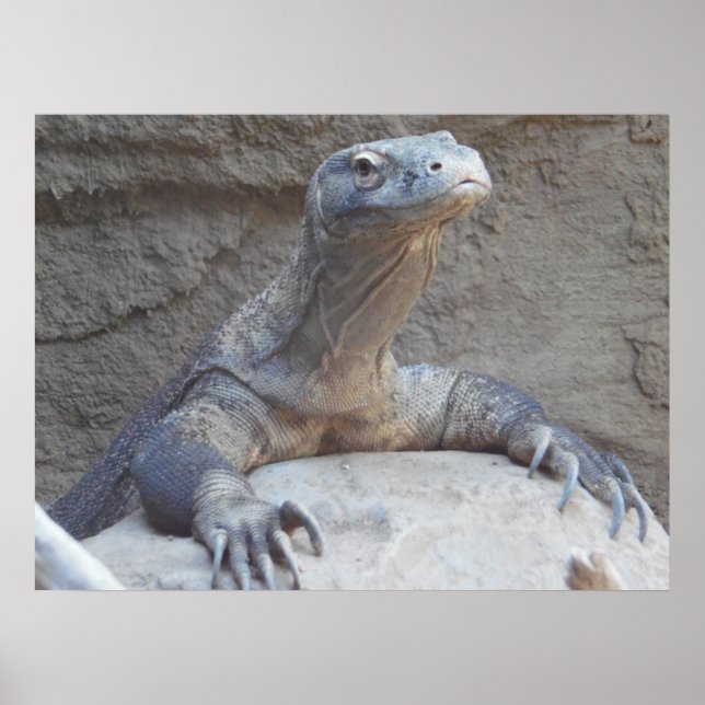 Lizard, Reptile, Kimono Dragon Naturewall Poster (Vorne)