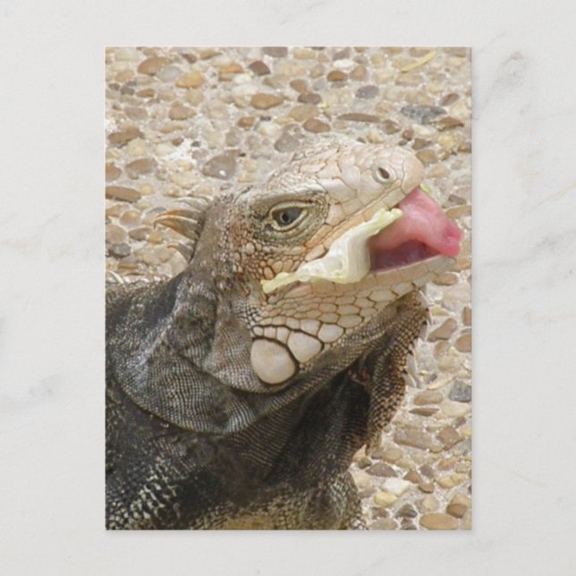 Lizard Tongue Postcard Postkarte (Vorderseite)