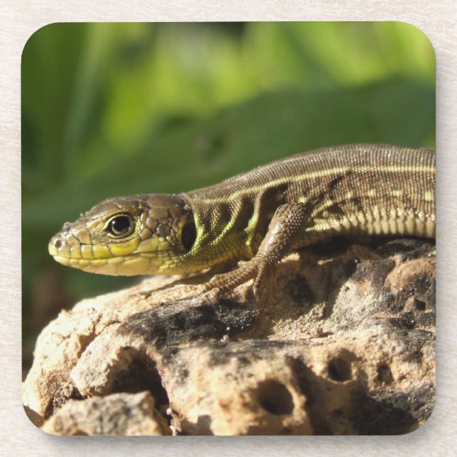 Lizard Untersetzer (Vorderseite)