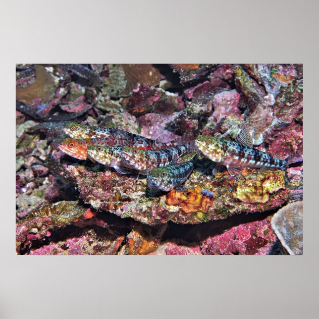 Lizardfish Party Poster (Vorne)