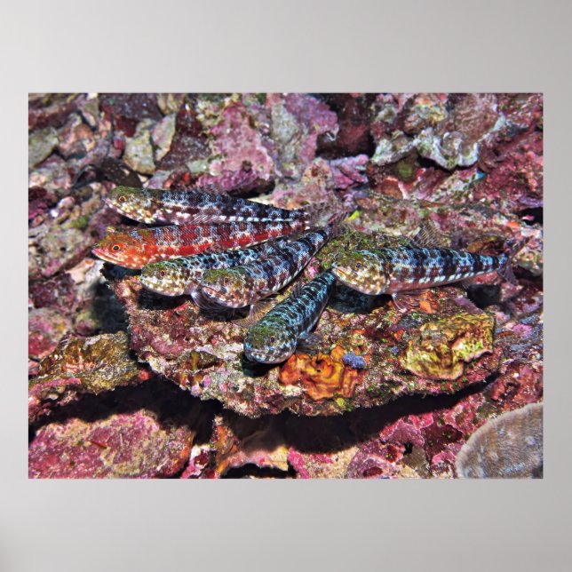 Lizardfish Partys II Poster (Vorne)