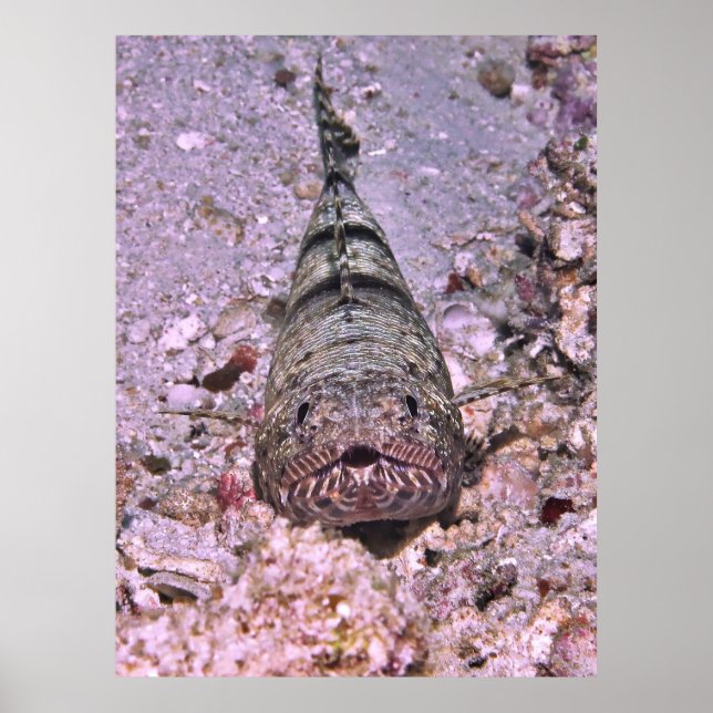 Lizardfish Portrait Poster (Vorne)