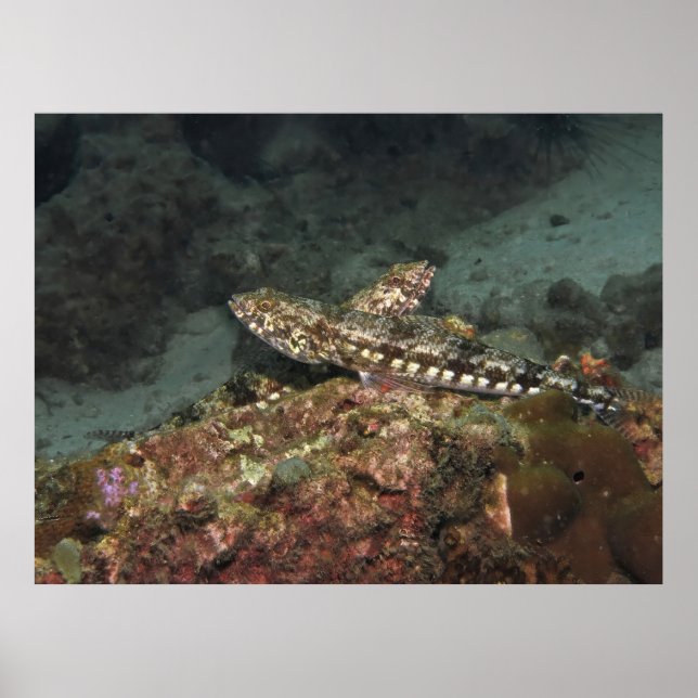 Lizardfish X Poster (Vorne)