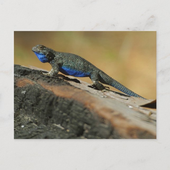Lizards Blue Bly Scales Postkarte (Vorderseite)