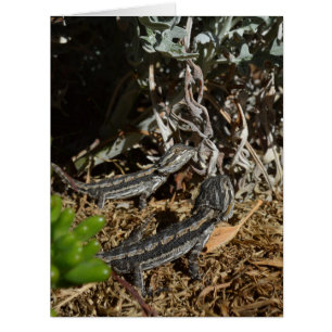 Lizards de Dragon Portés Par Un Bébé,