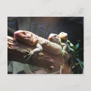 Lizards Lounging Postcard Postkarte