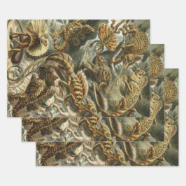 Lizards von Ernst Haeckel Vintag Lacertilia Animal Geschenkpapier Set