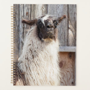 Llama 2024 à la ferme